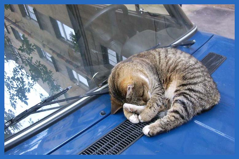 Соня животные кот