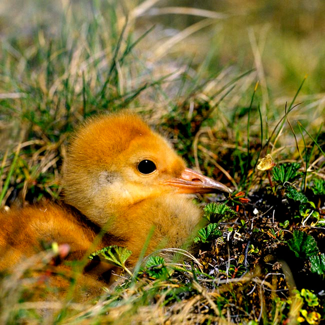 Спрятался Канадский журавль, Grus canadensis, Sandhill Crane, Arakamchechen Island, Chukotka