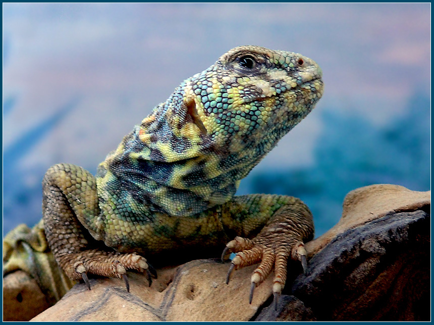Я ль на свете всех милее? украшенный шипохвост Uromastyx ornatus