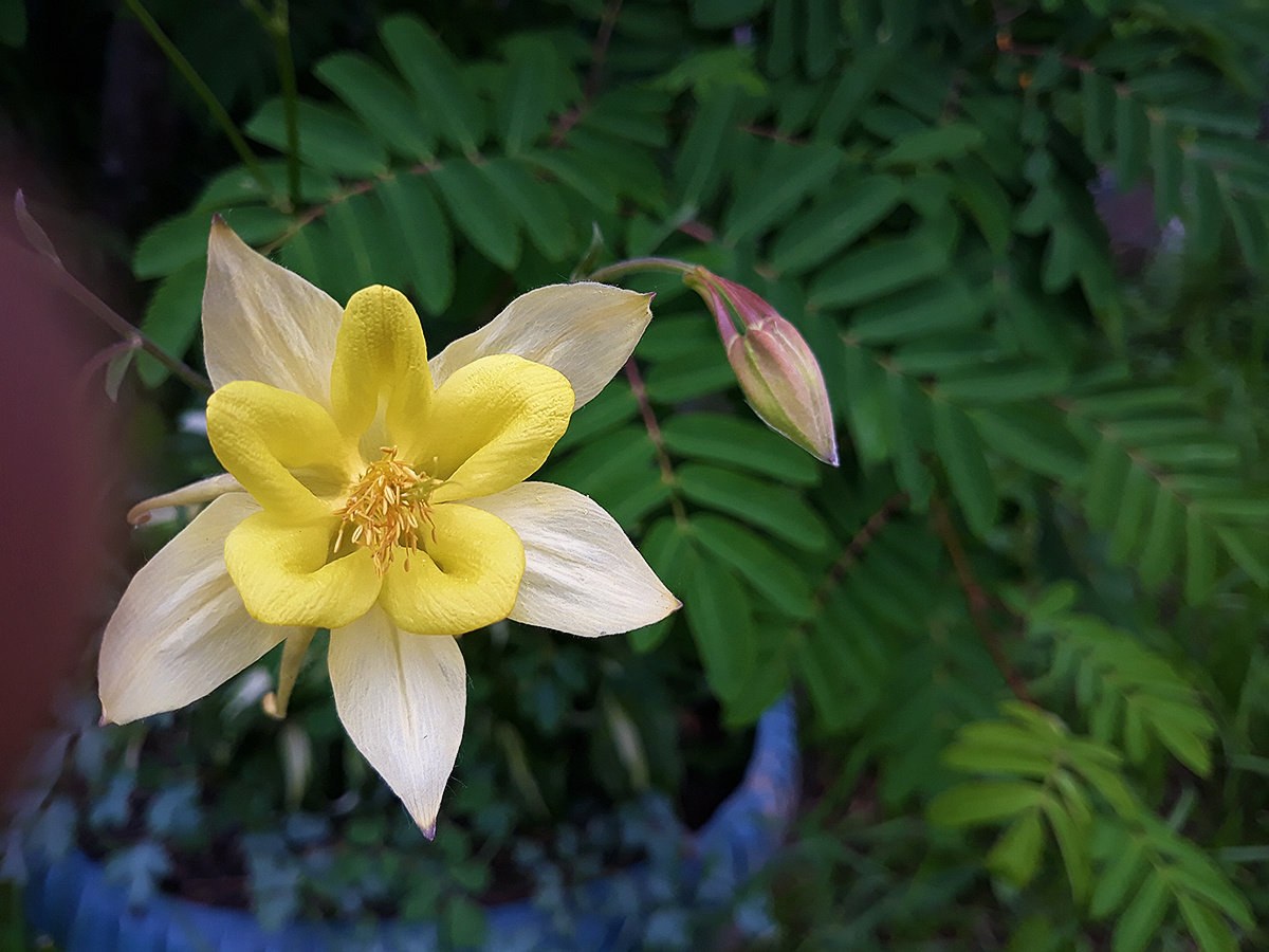 Аквилегия (Aquilegia chrysantha) Аквилегия Aquilegia chrysantha