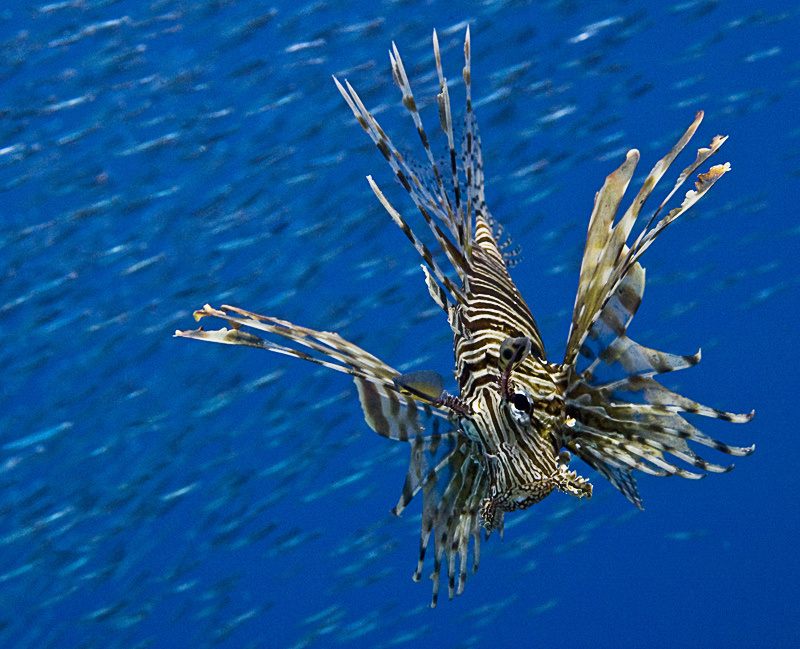 на охоте red sea, lion fish, underwater, hunting