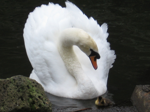 Love and care Swan zoo