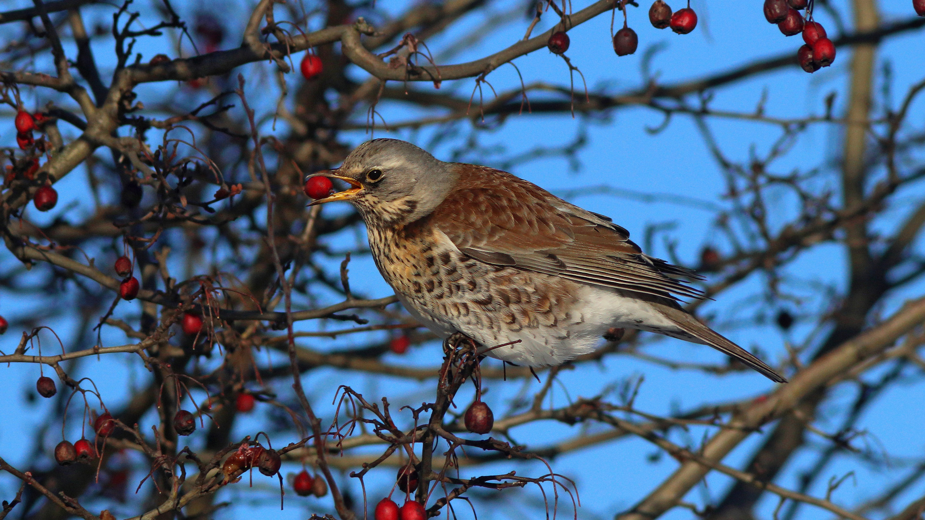 Лакомка Дрозд-рябинник Turdus pilaris Fieldfare