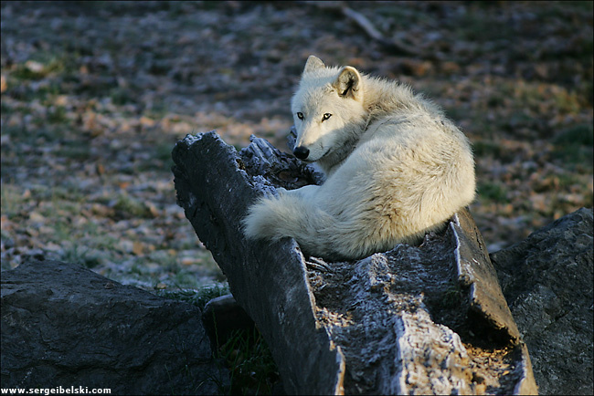 wolf wolf