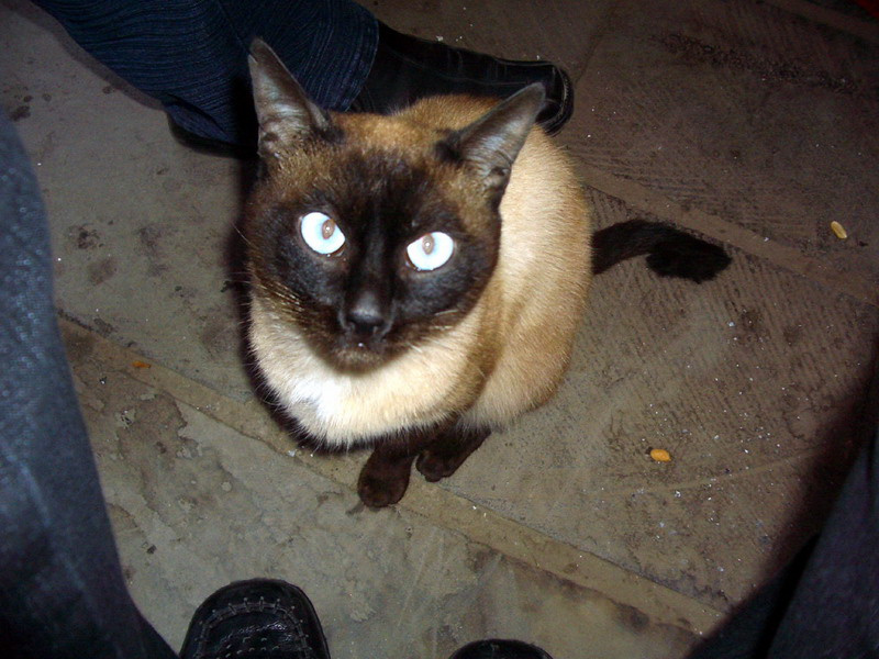 Кошачий гипноз 
