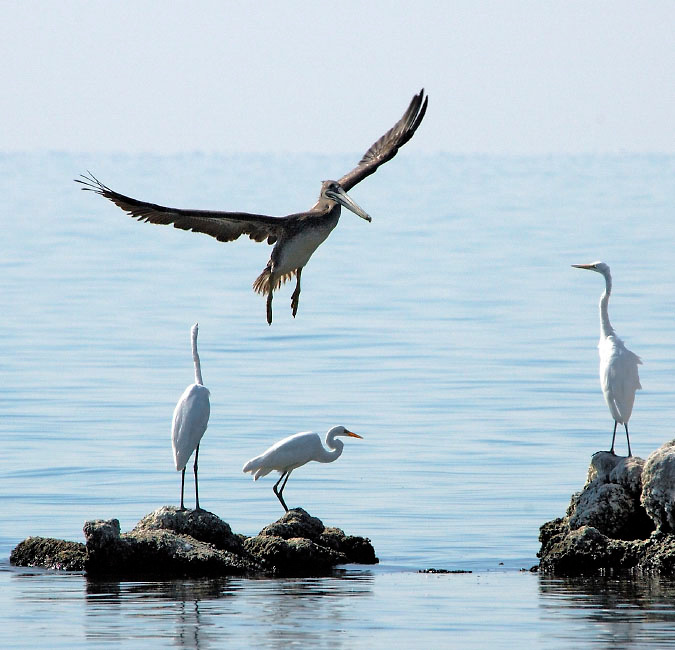 Посторонииись! Бурый пеликан, Pelecanus occidentalis,  большая белая цапля, Ardea alba, Brown Pelican, Snowy Egret, Great Egret, Salton Sea, California