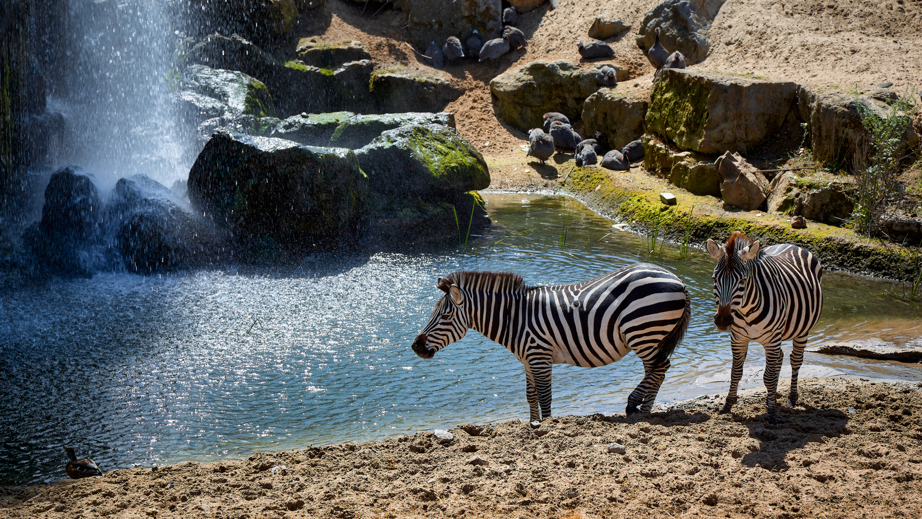 Водопой... зебры водопой Пайри Дайза Pairi Daiza