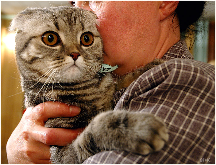Ну ни Х... себе!!! кошки кошки кошки