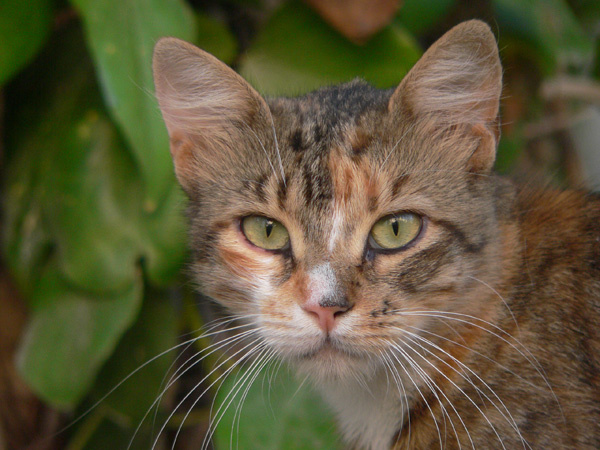 Тунисский кот кошки,кот,животные
