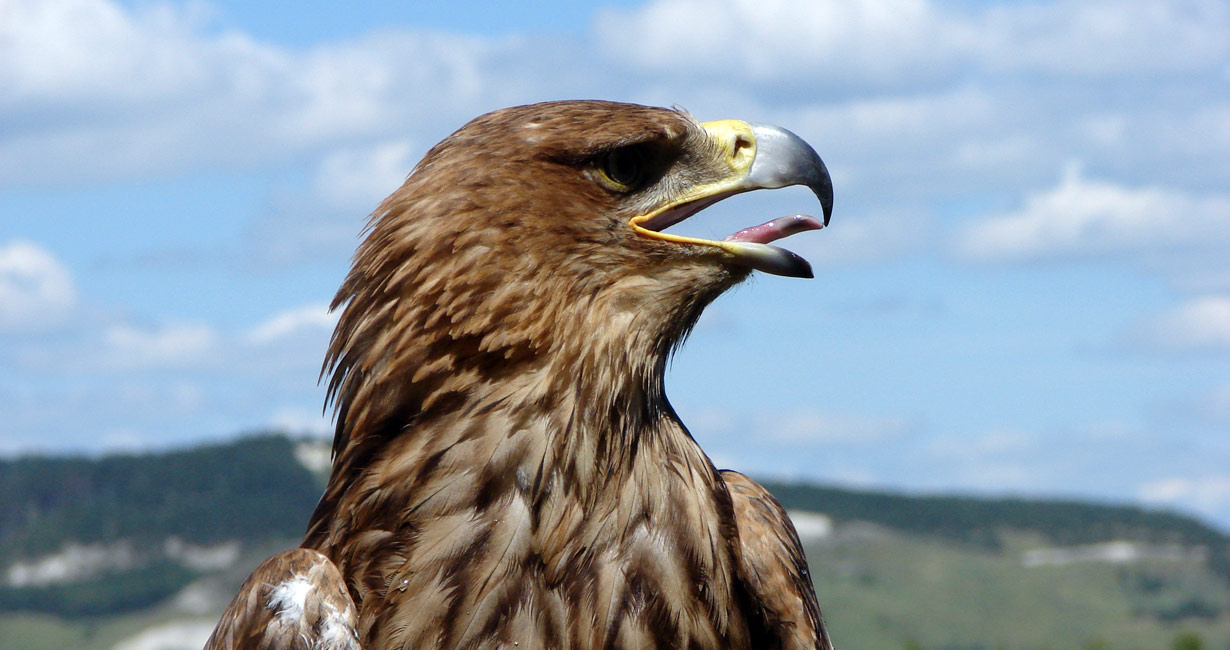 Королевский орёл Aquila heliaca