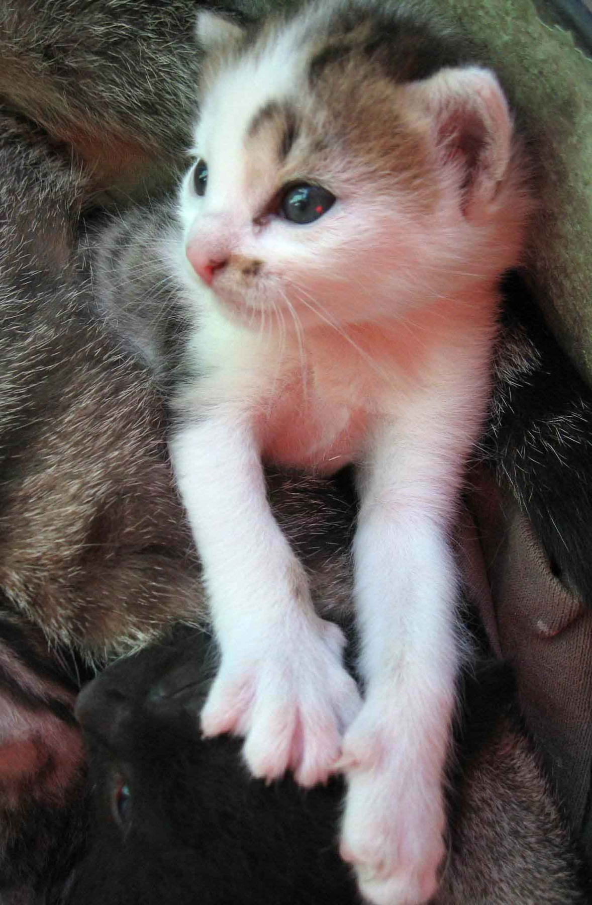 Самый главный кошки