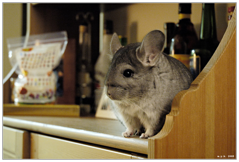 Мышиный портрет в интерьере chinchilla jelly-belly