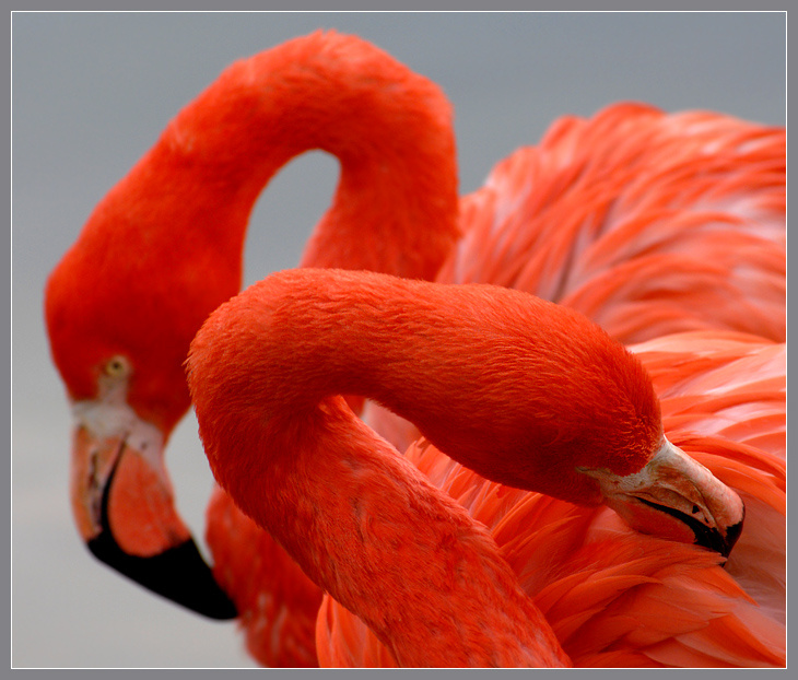 Арабески красный фламинго Phoenicopterus ruber