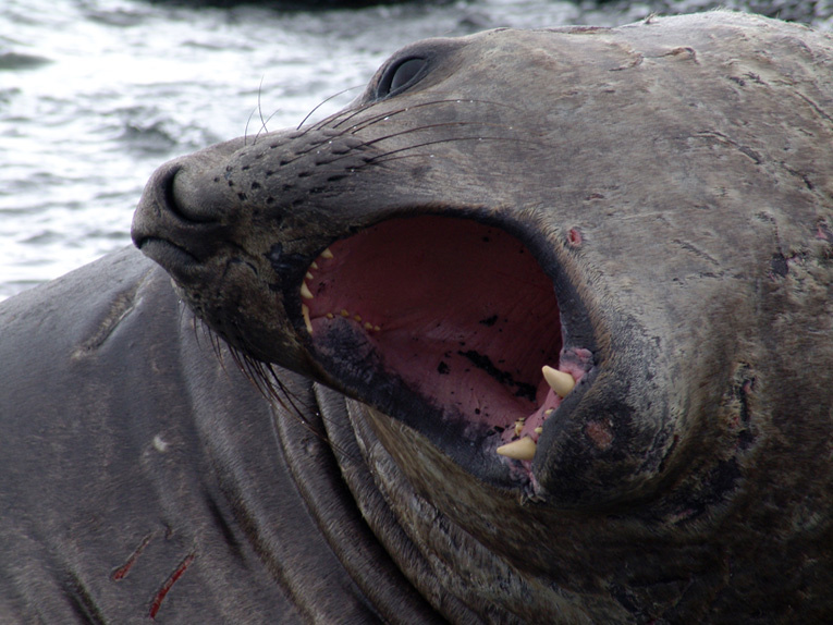 Elephant seal.Portrait2 Hannah point2
