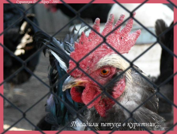 Посадили петуха в курятник петух клетка курятник