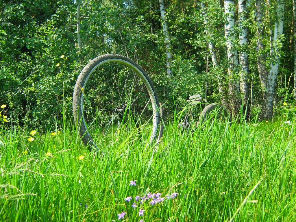 Травы луговые 
