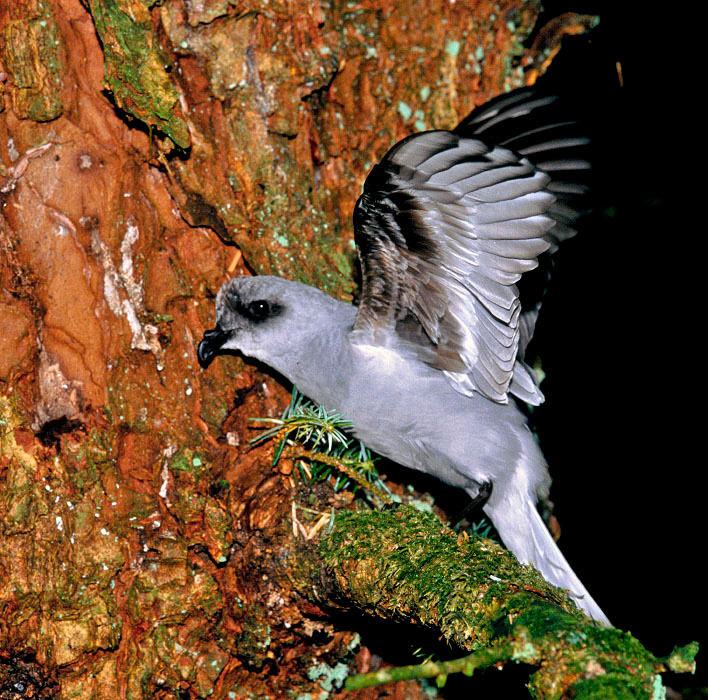 Лесная фея Серая вилохвостая качурка, Oceanodroma furcata, Fork-tailed Storm-petrel, St. Lazaria Island, Southeast Alaska