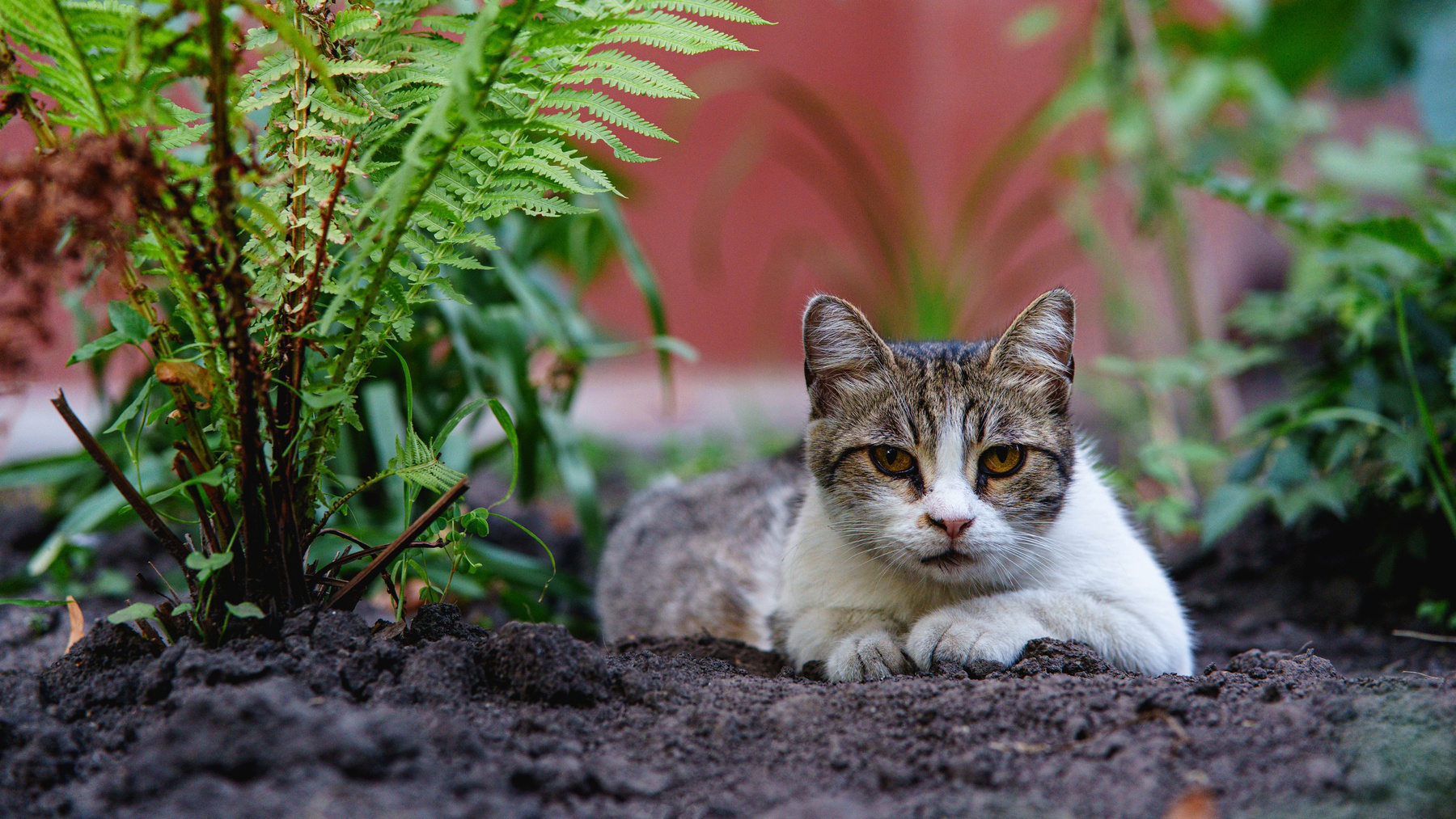 Кошка 