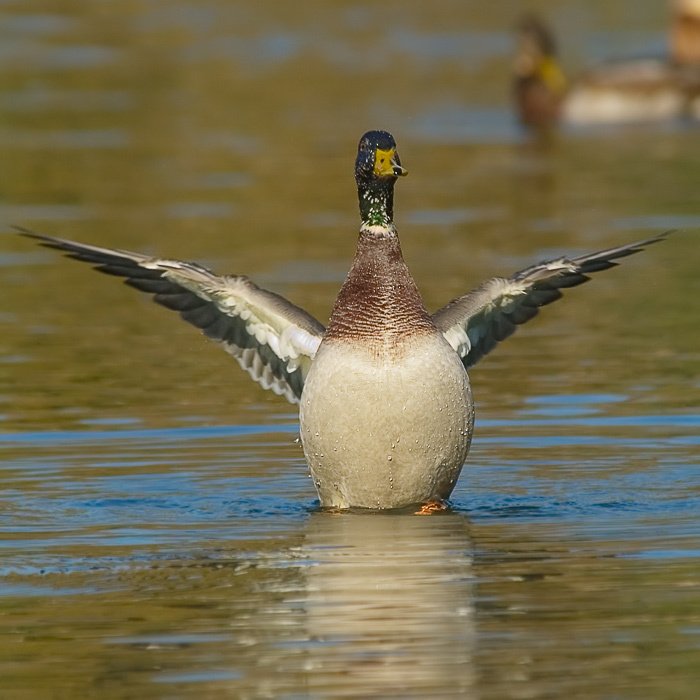 Бутылка Кряква, Mallard, Anas platyrhynchos, бутылка