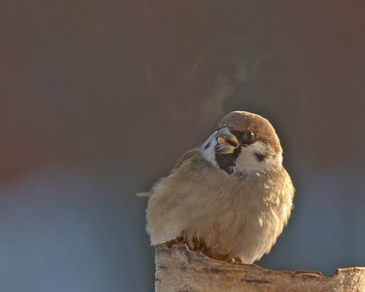 Морозно Полевой воробей, Tree Sparrow, Passer montanus, морозно