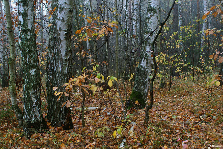 Осенний лес (2) осень лес октябрь березы