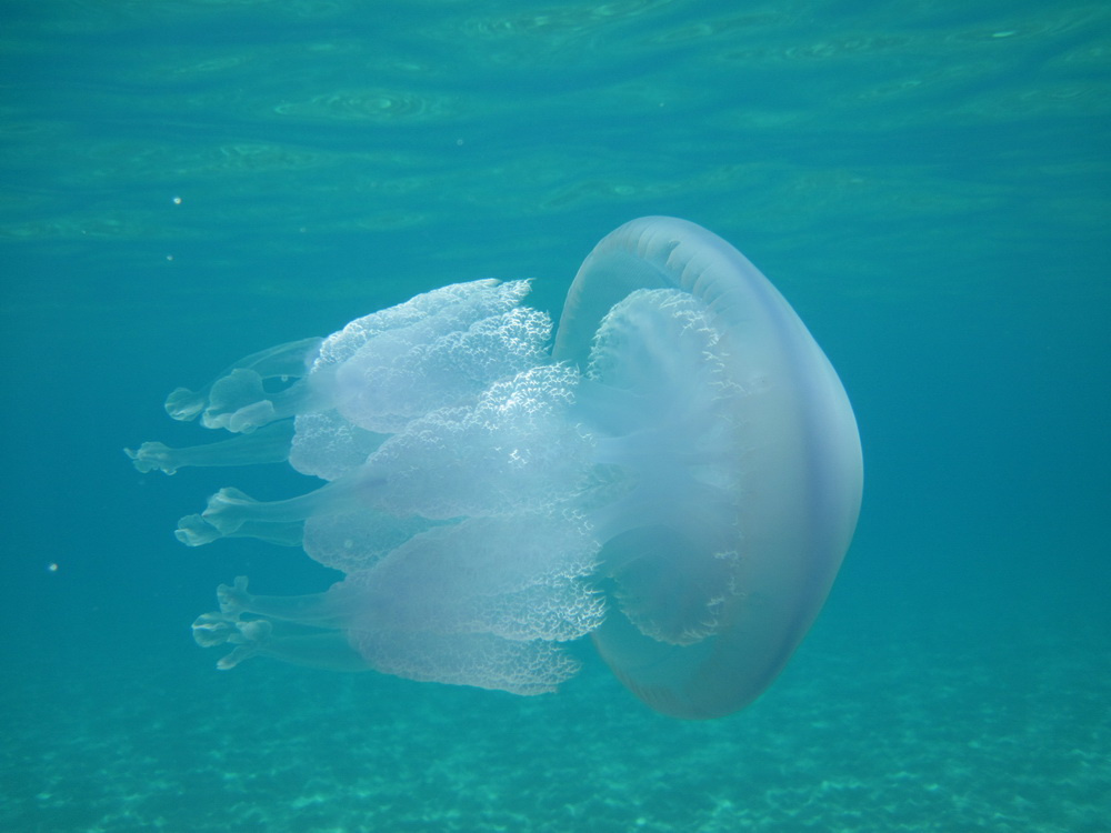Ионика медуза, Ионическое море, лето