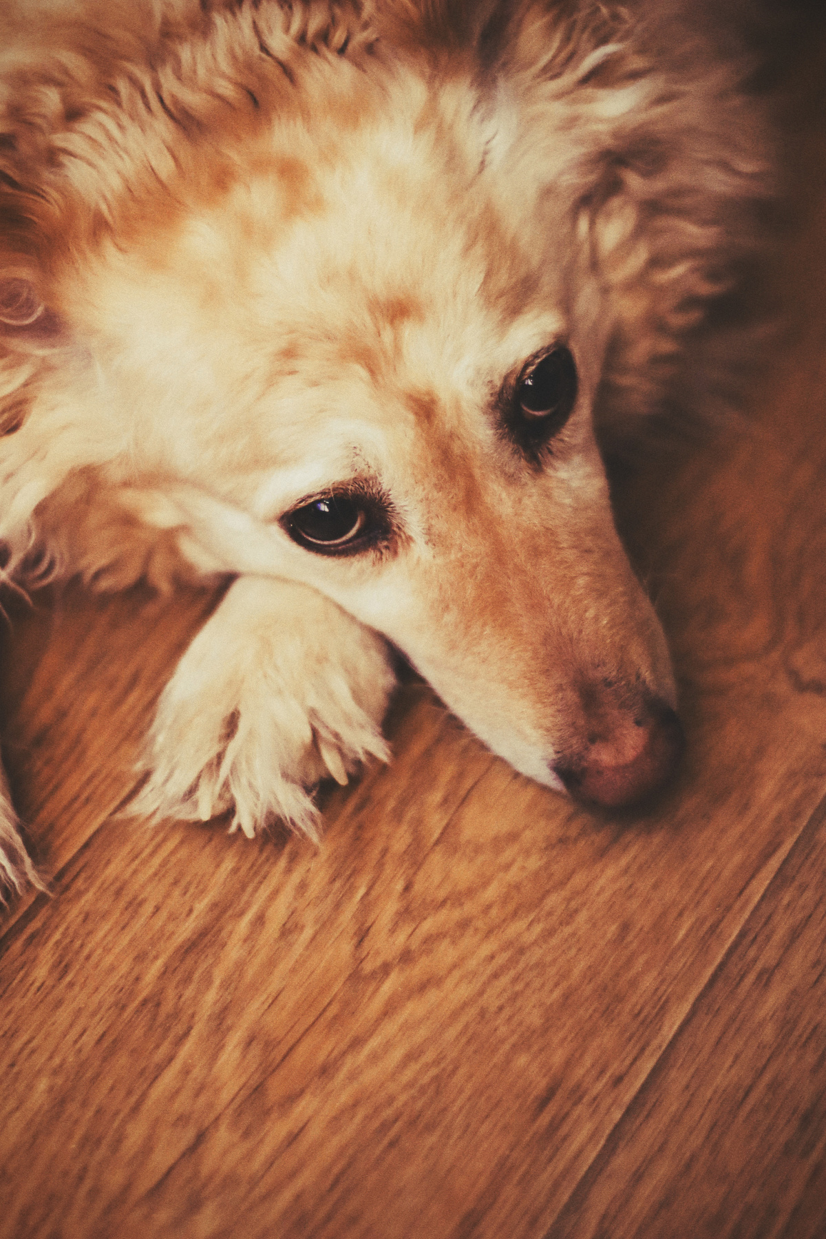 Нора Животные Собака Нора