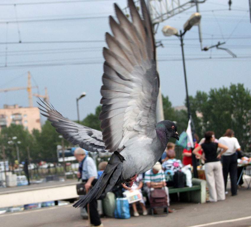 Голубь голубь