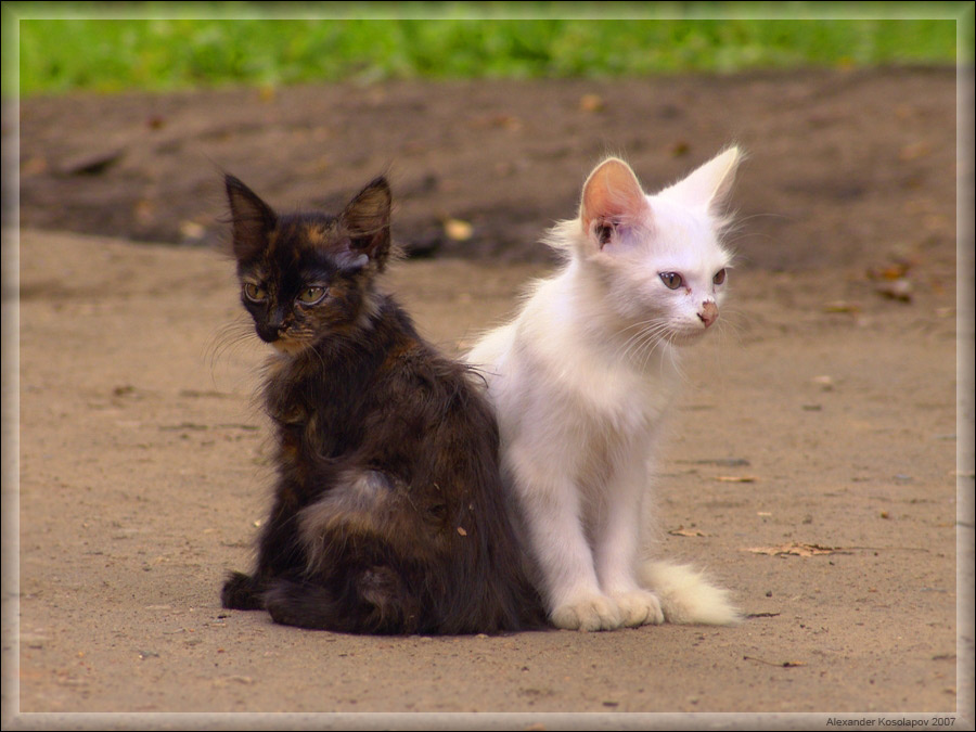 Братья! котенок котята животные black & white