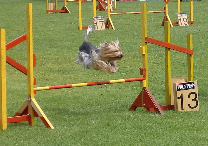 В полете... собака agility