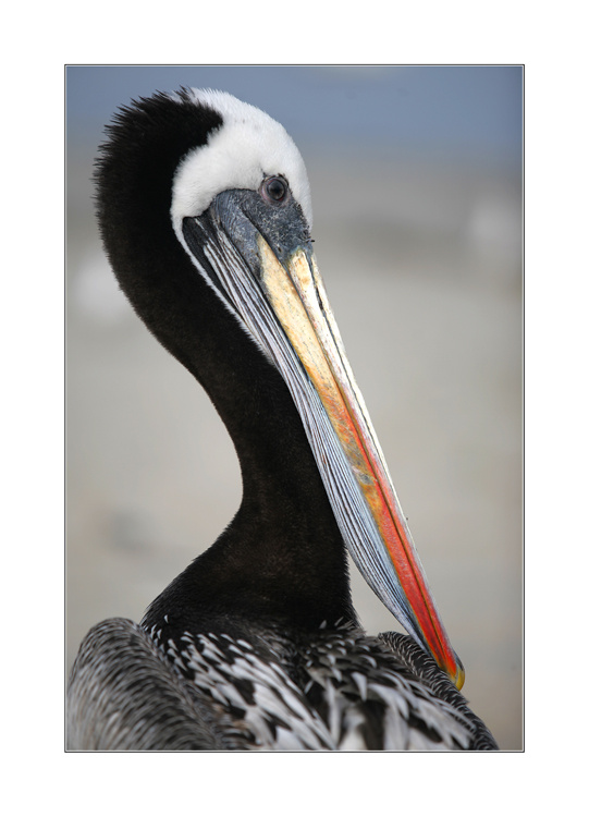 Peru. Ballestas Isles. Pelican 