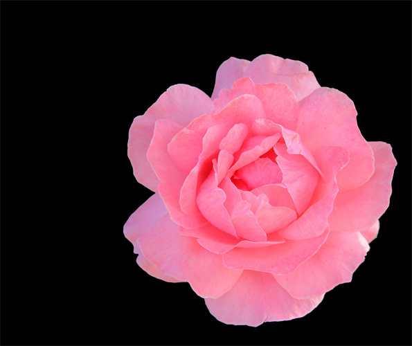 A rose (specially for Mili) роза нежная цветок ностальгия