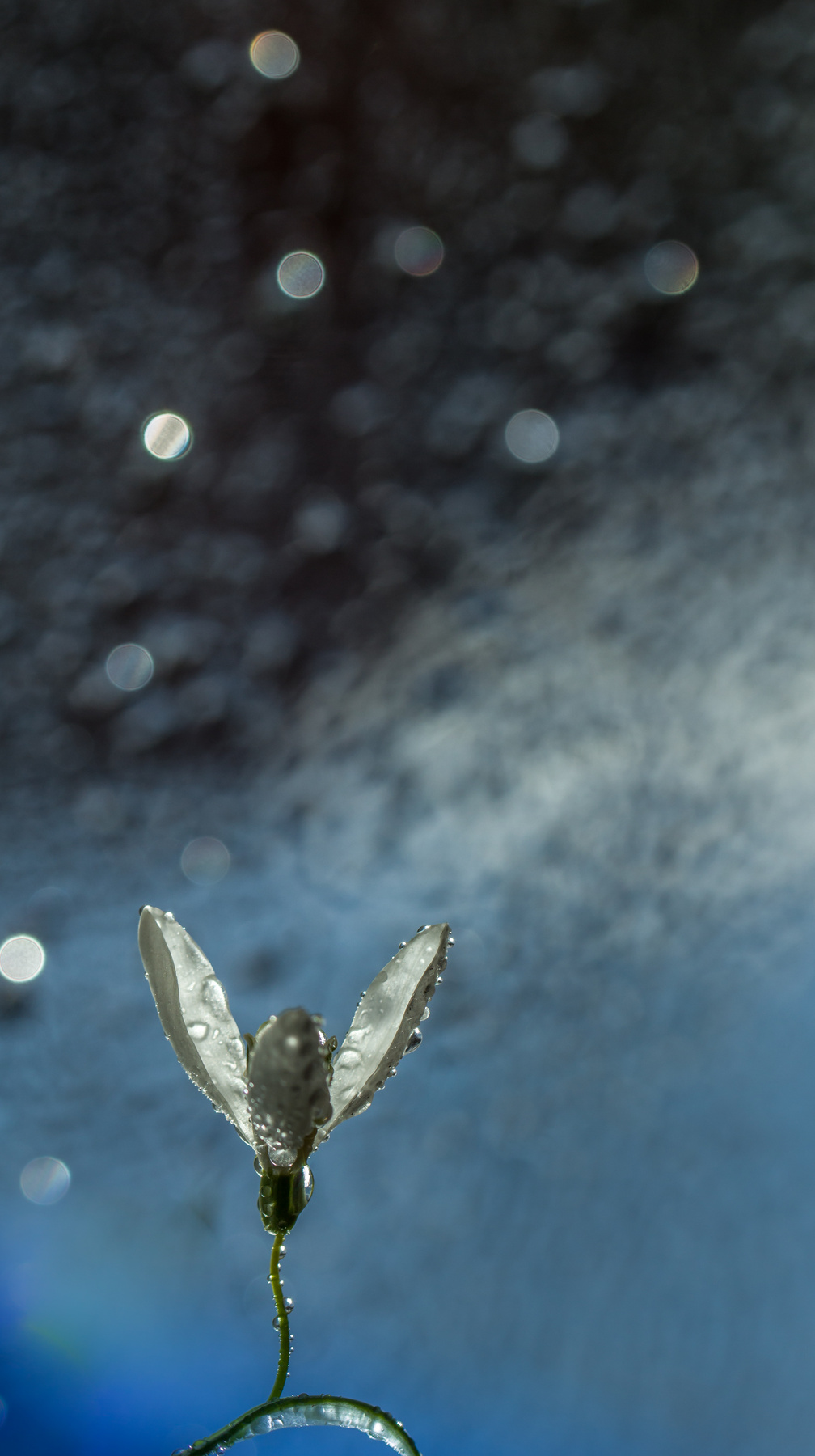 DrEaMiNg... Подснежник природа весенние цветы