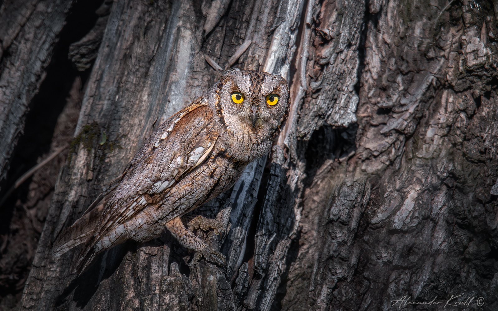 Внимательная сплюшка сова otus scops
