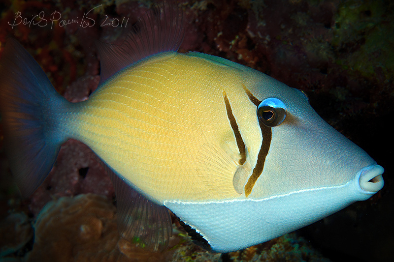 спинорог-бумеранг спинорог бумеранг sufflamen bursa  boomerang triggerfish Мальдивы Maldives anion