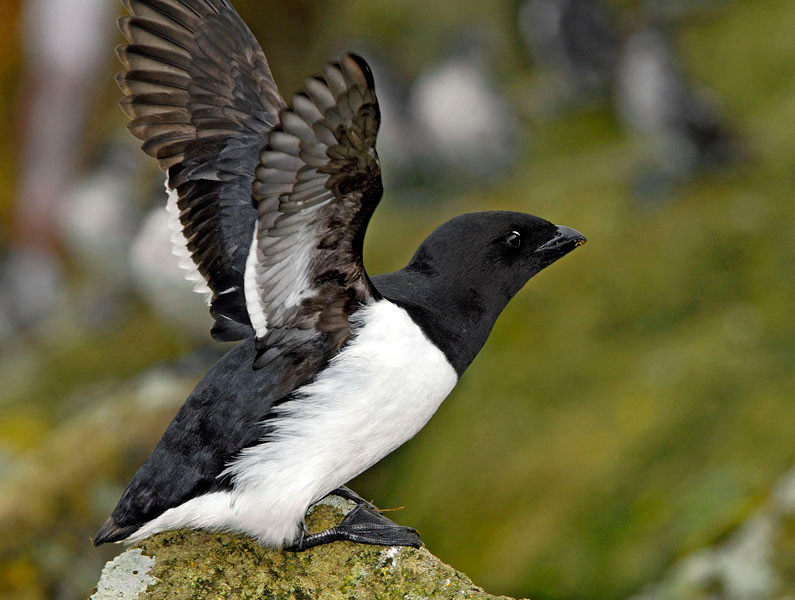 Я почти улетал Люрик, Alle alle, Остров Св. Георгия, о-ва Прибылова, Dovekie, Little Auk, St. George Island, the Pribilofs, Bering Sea, Alaska