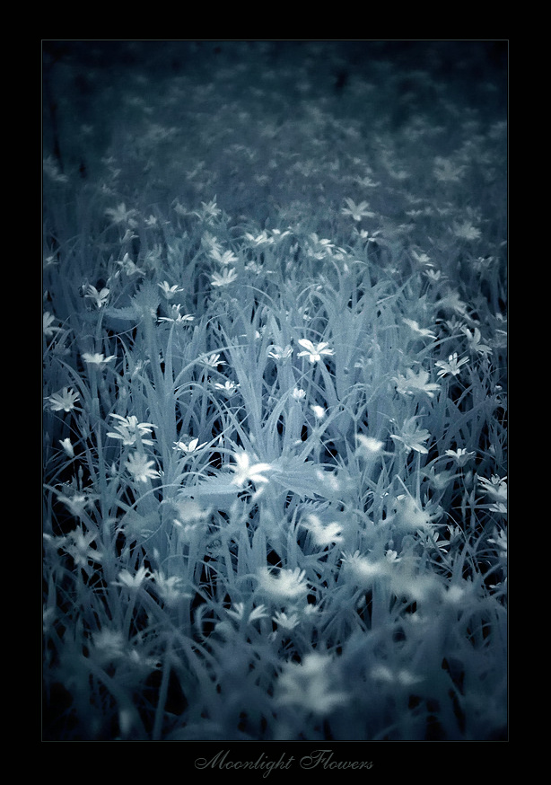 ~ Moonlight Flowers ~ 