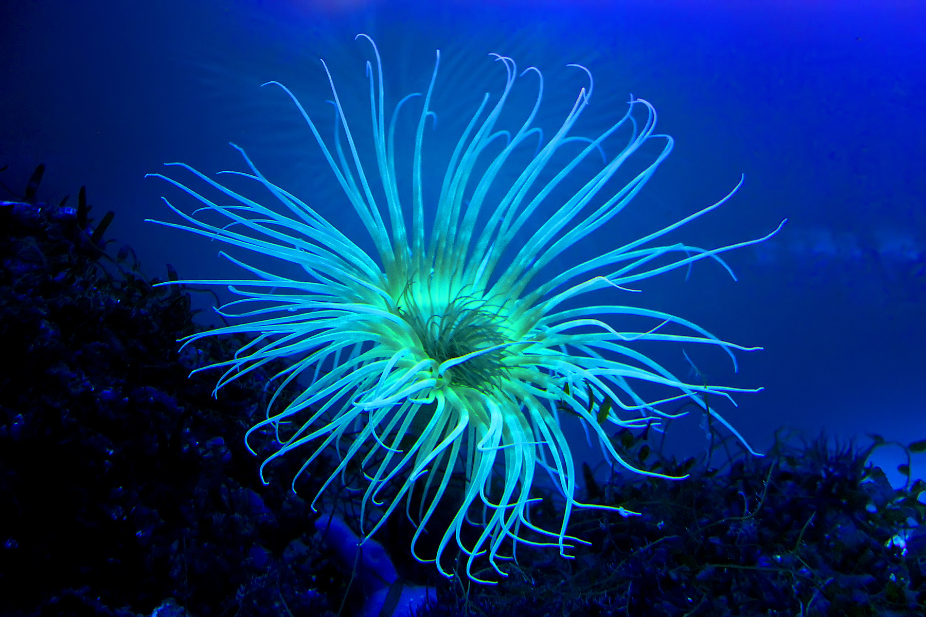 Иное Морские животные, подводный мир