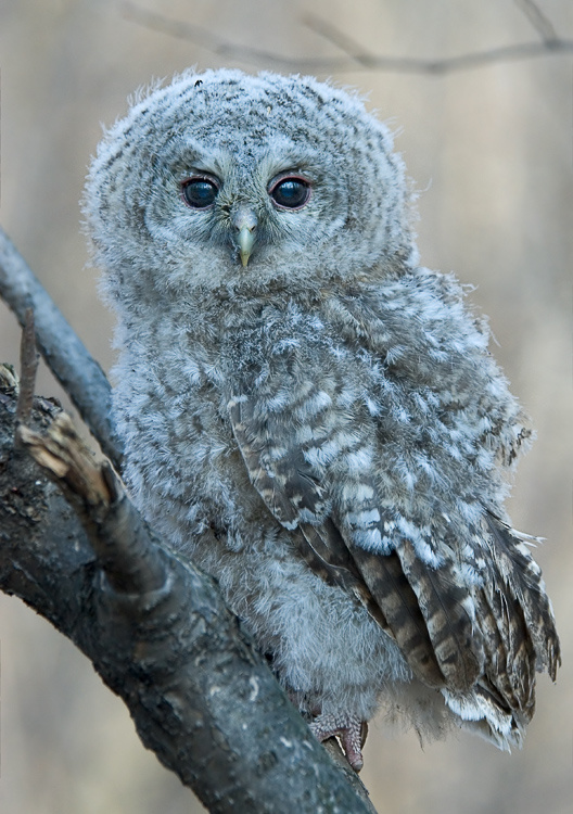 Малый Серая неясыть (слёток), Tawny Owl, Strix aluco