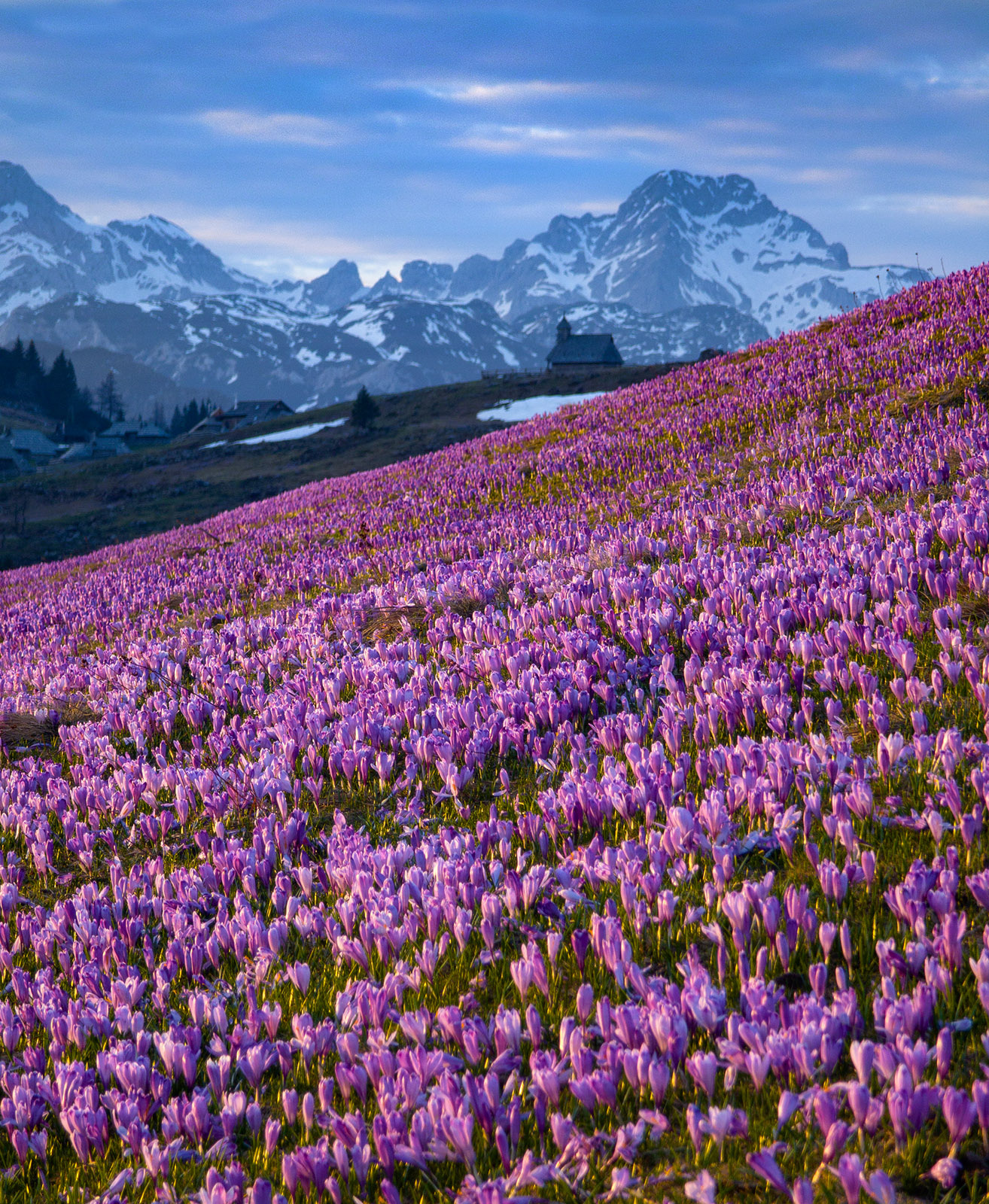 Цветение крокусов крокусы словения велика планина альпы alps slovenia velika planina crocus