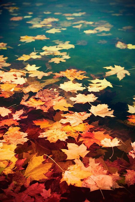 Elements of autumn 