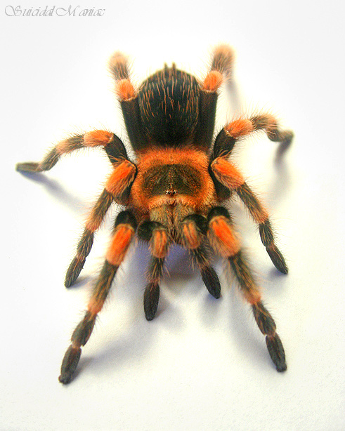 Brachypelma Smithi Brachypelma Smithi