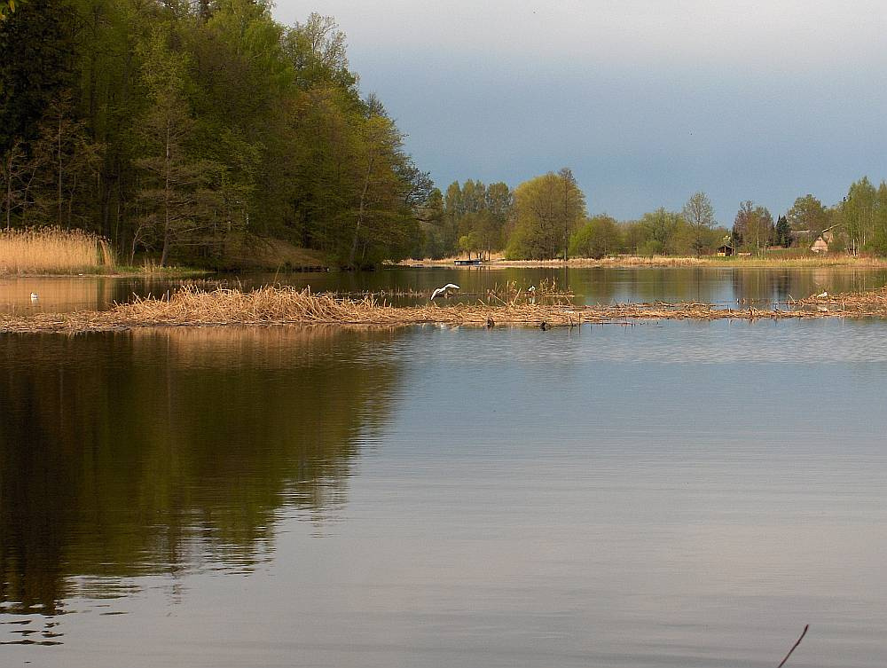 ВЕСНА зелёная дымка, вода, чайка