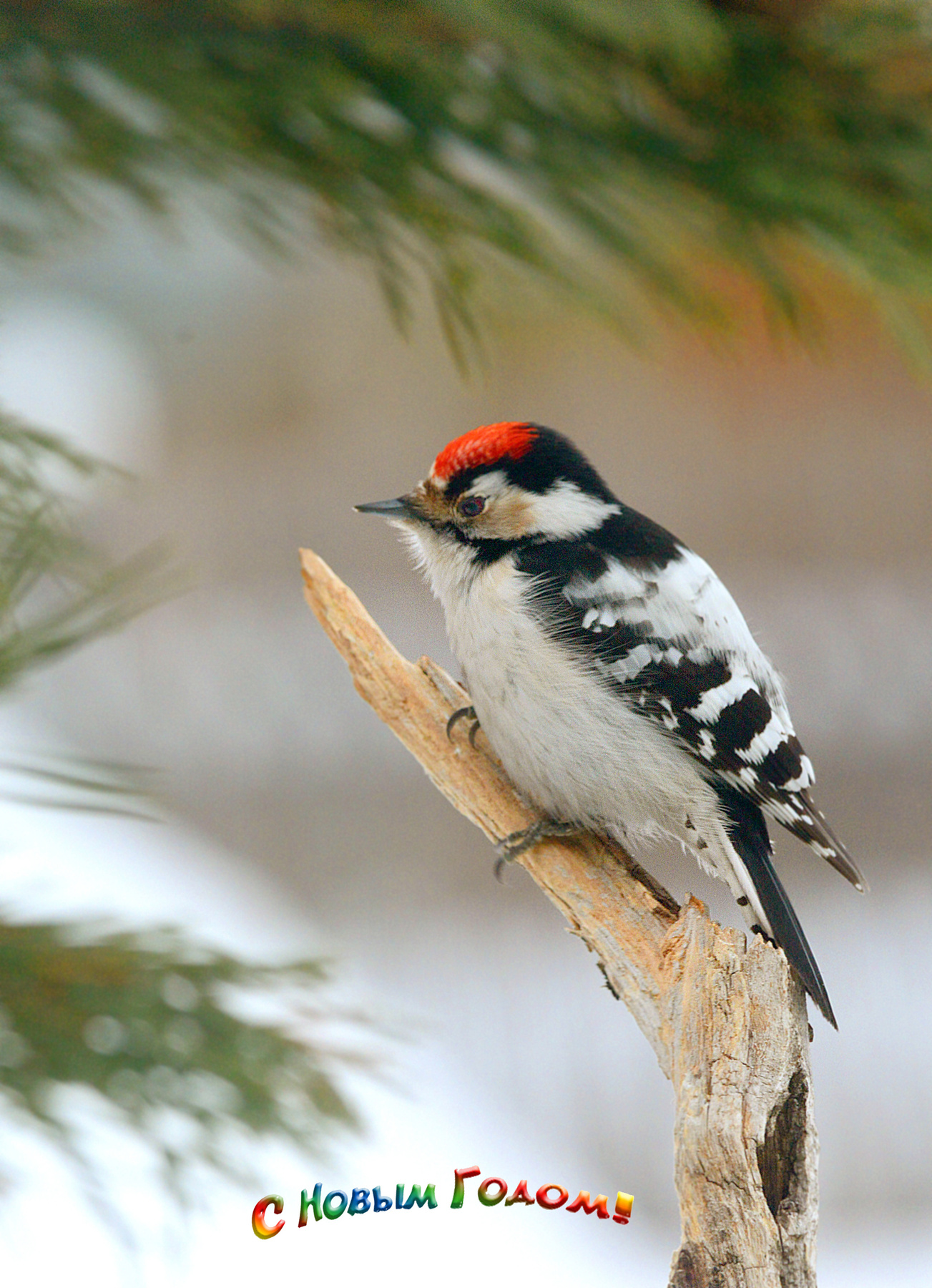 Lesser Spotted Woodpecker Малый пёстрый дятел 
