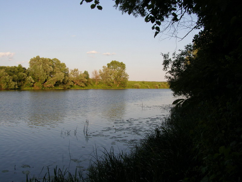 Свет и тень Старица вода деревья