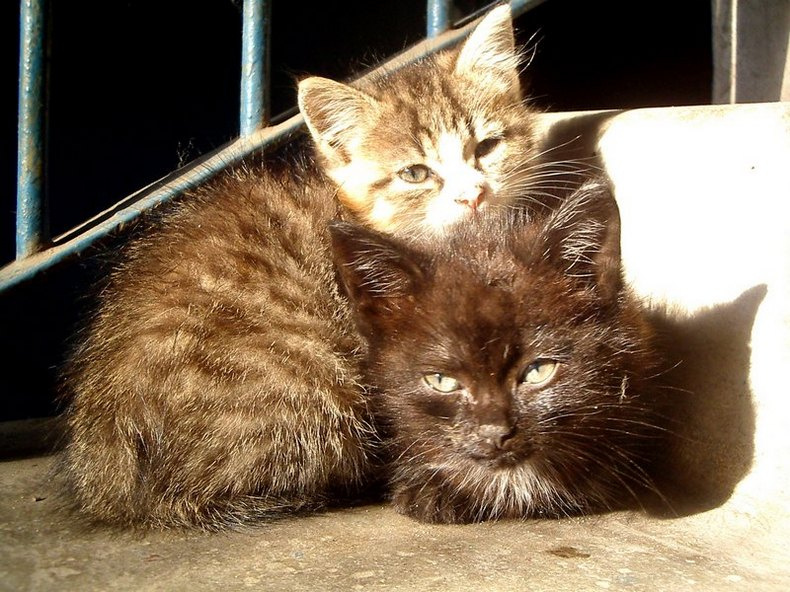 Подвальная любовь кот кошка котята