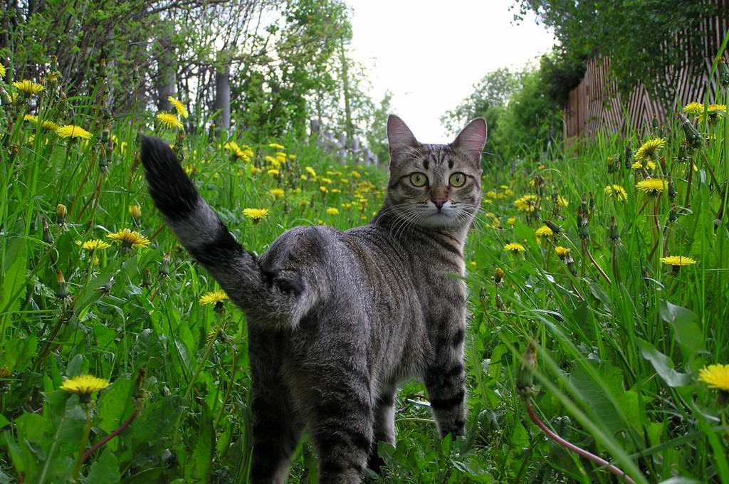 Кто здесь? кошка трава