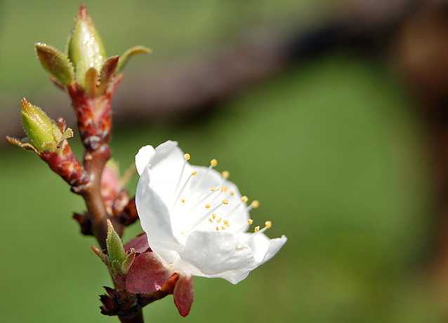 flower 