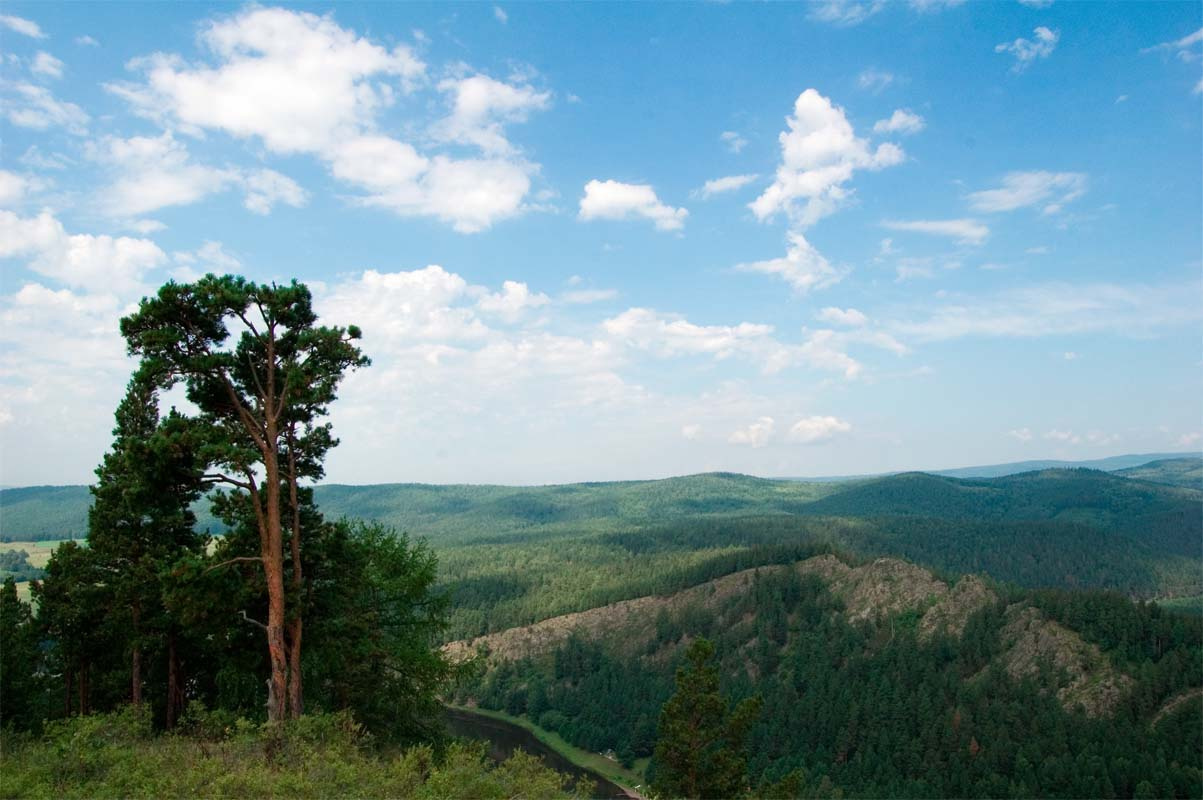 Одинокая сосна горы сосна