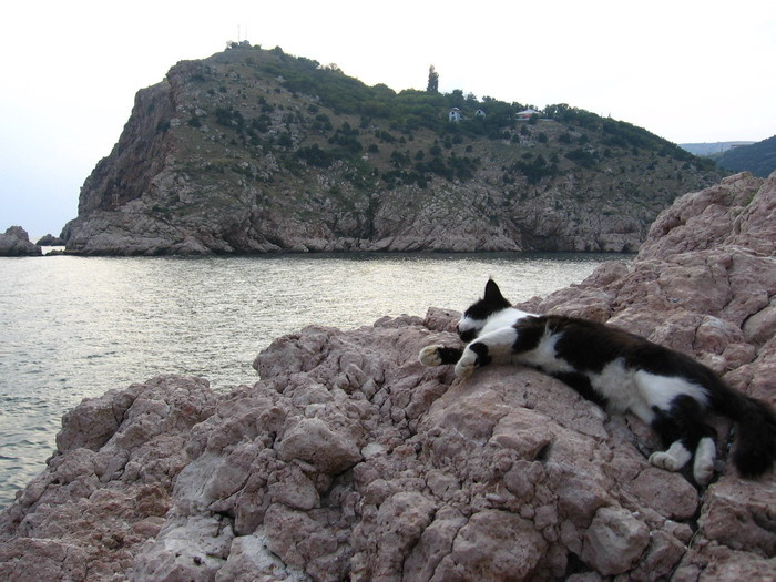 кот и море 